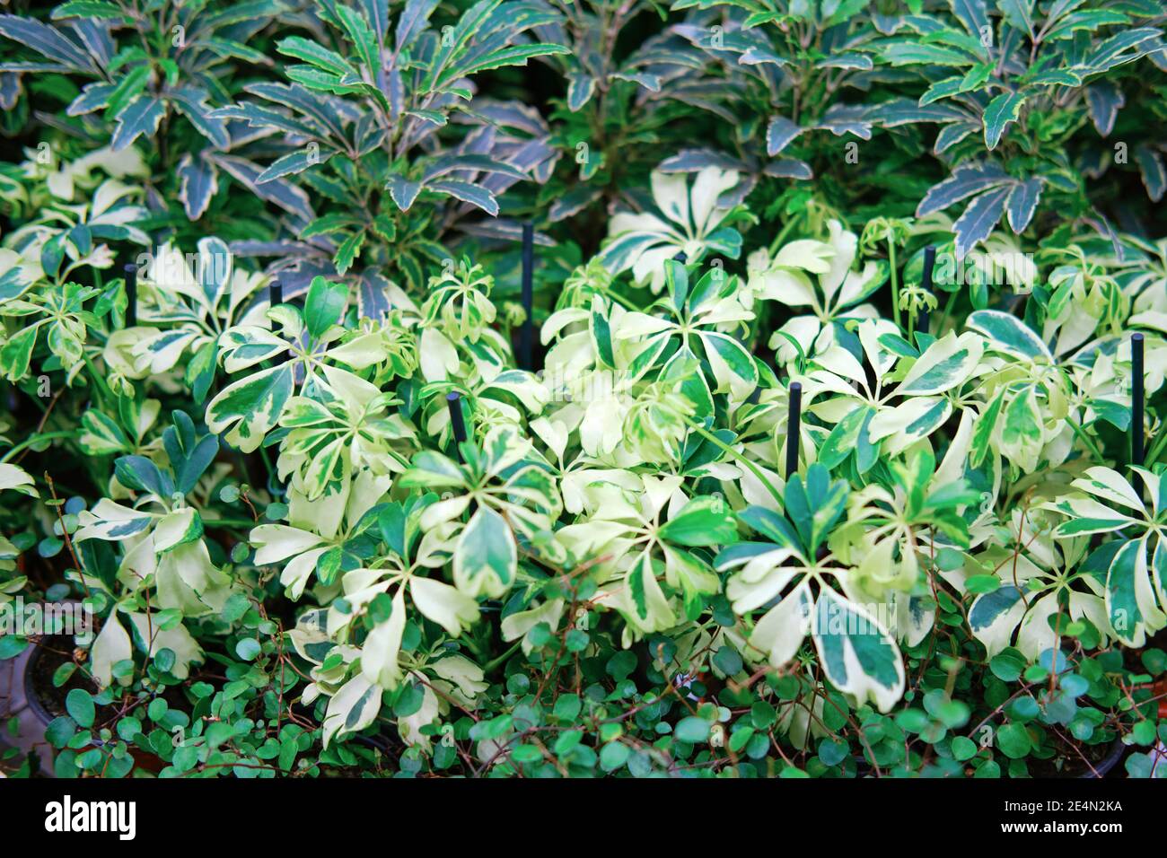 Schefflera arboricola est une plante à fleurs de la famille des Araliaceae, originaire de Taïwan et de Hainan. Son nom commun est l'arbre parapluie nain Banque D'Images