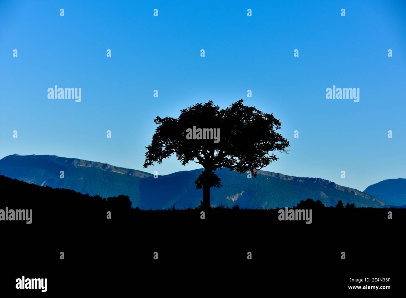 Silhouette d'arbre solitaire à l'aube. Arrière-plan des collines et du ciel bleu. Copier l'espace pour le texte Banque D'Images
