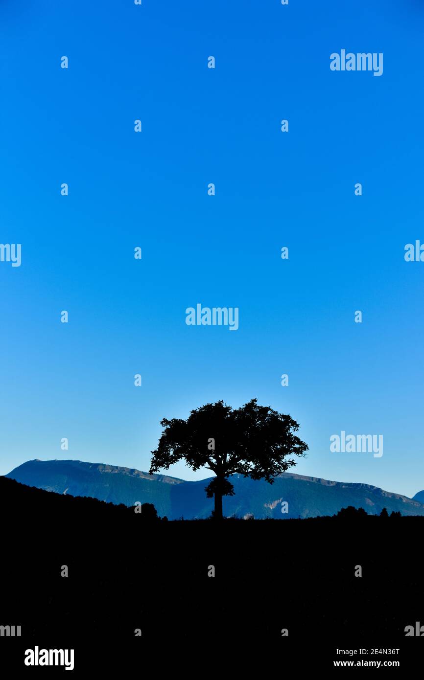 Silhouette d'arbre solitaire à l'aube. Arrière-plan des collines et du ciel bleu. Copier l'espace pour le texte Banque D'Images