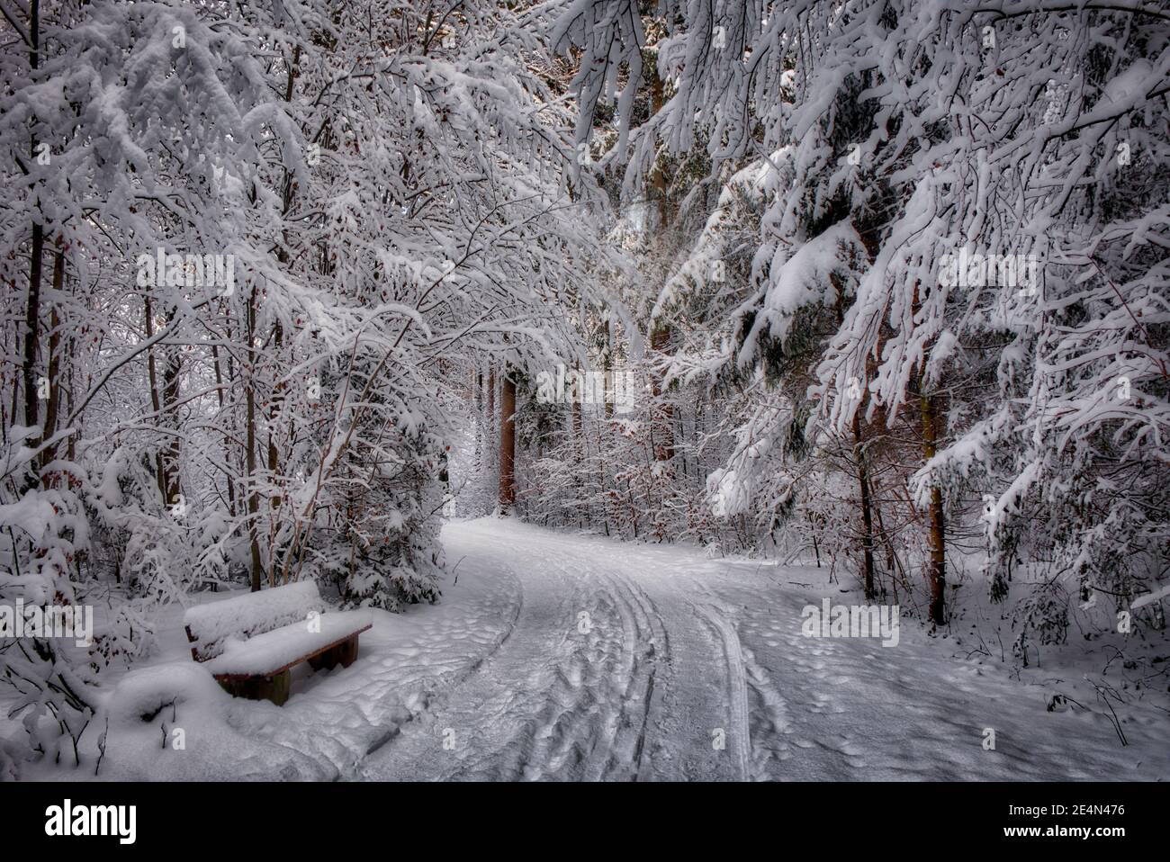 DE - BAVIÈRE: Chemin de forêt de wintry près de Bad Toelz Banque D'Images