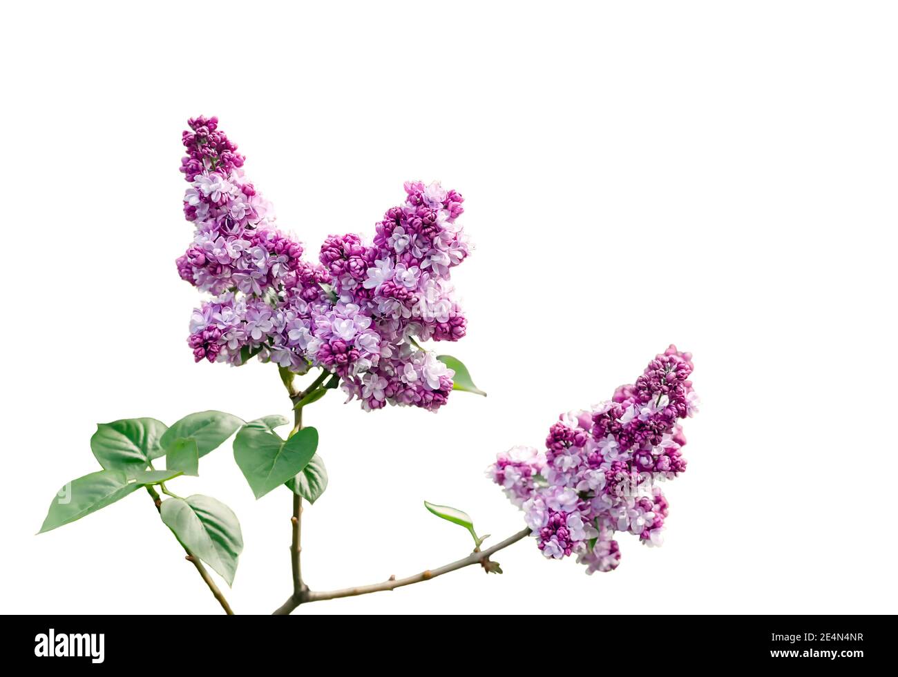 branche de lilas en fleurs, fleurs naturelles sur fond blanc, isoler en gros plan Banque D'Images