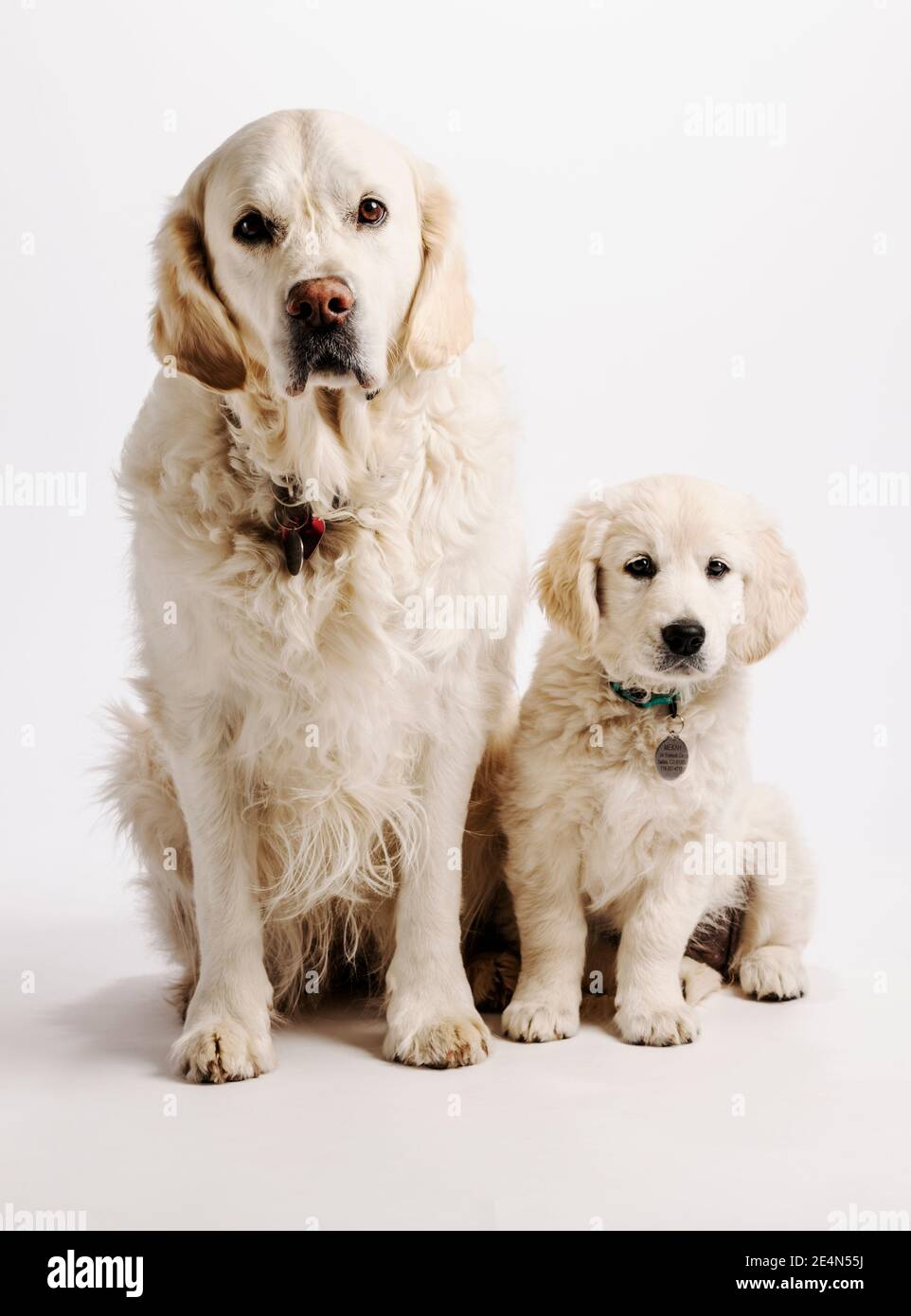 Chiot Golden Retriever de couleur platine ou crème avec adulte Retriever sur fond blanc de studio de photographie. Banque D'Images