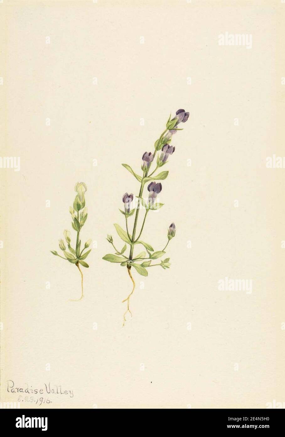 Mary Vaux Walcott - Gentiana propingua Banque D'Images