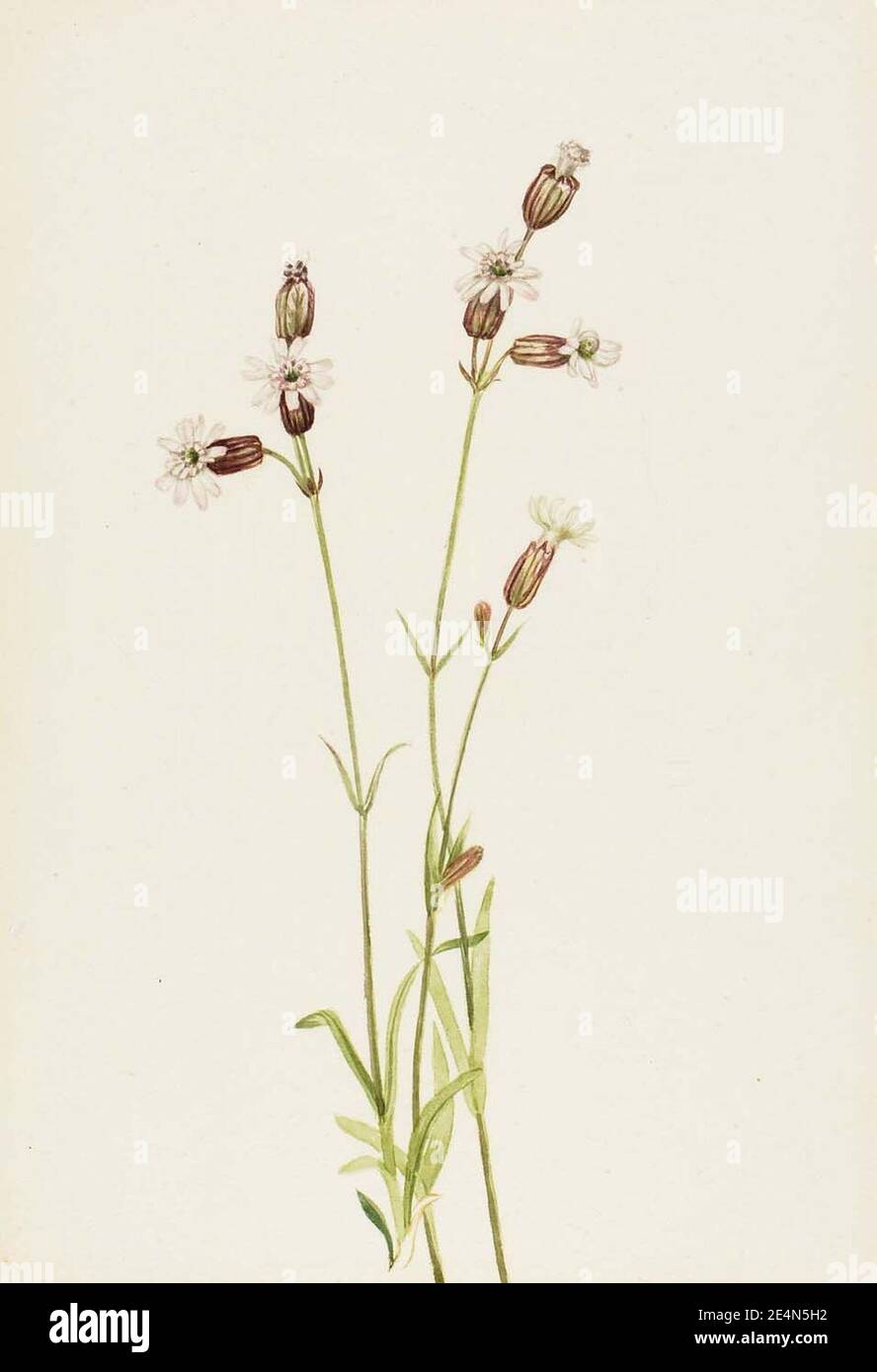 Mary Vaux Walcott - Silene multicaulis Banque D'Images
