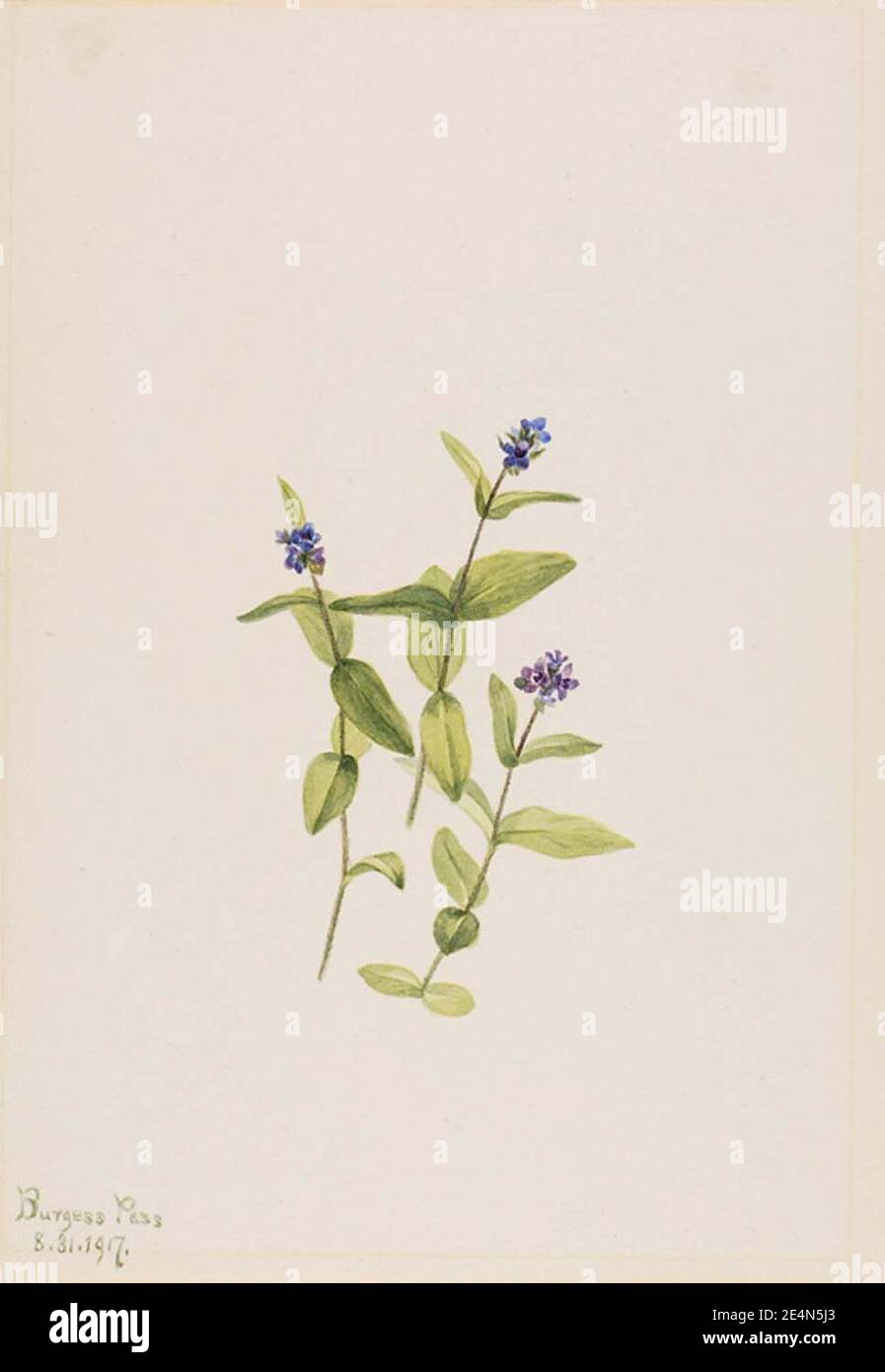 Mary Vaux Walcott - Veronica wormskjoldii Banque D'Images