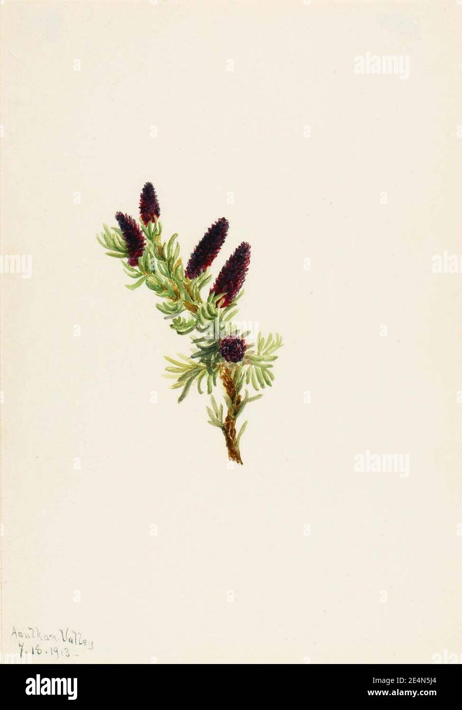 Mary Vaux Walcott - Picea engelmanni Banque D'Images