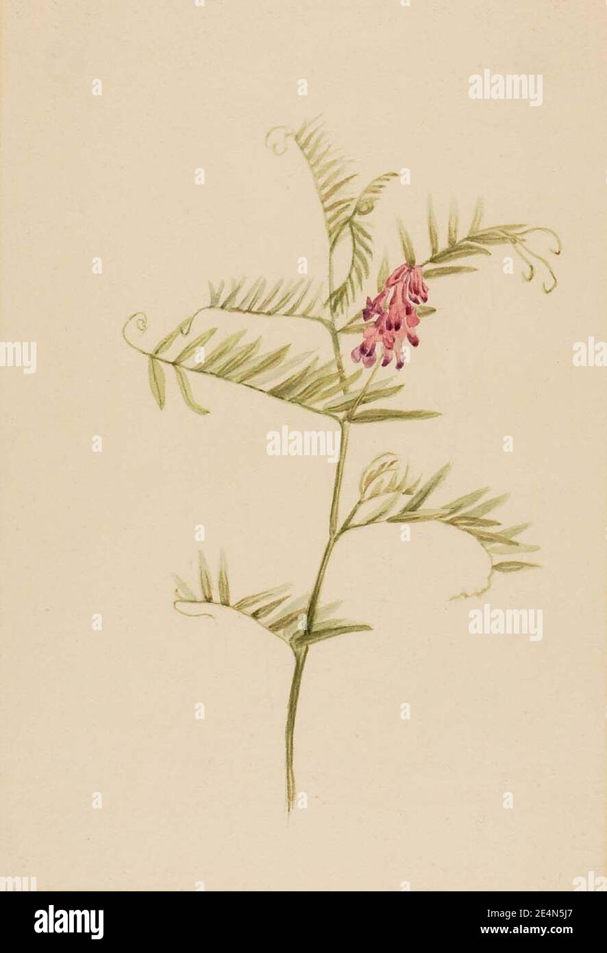 Mary Vaux Walcott - Vicia americana Banque D'Images