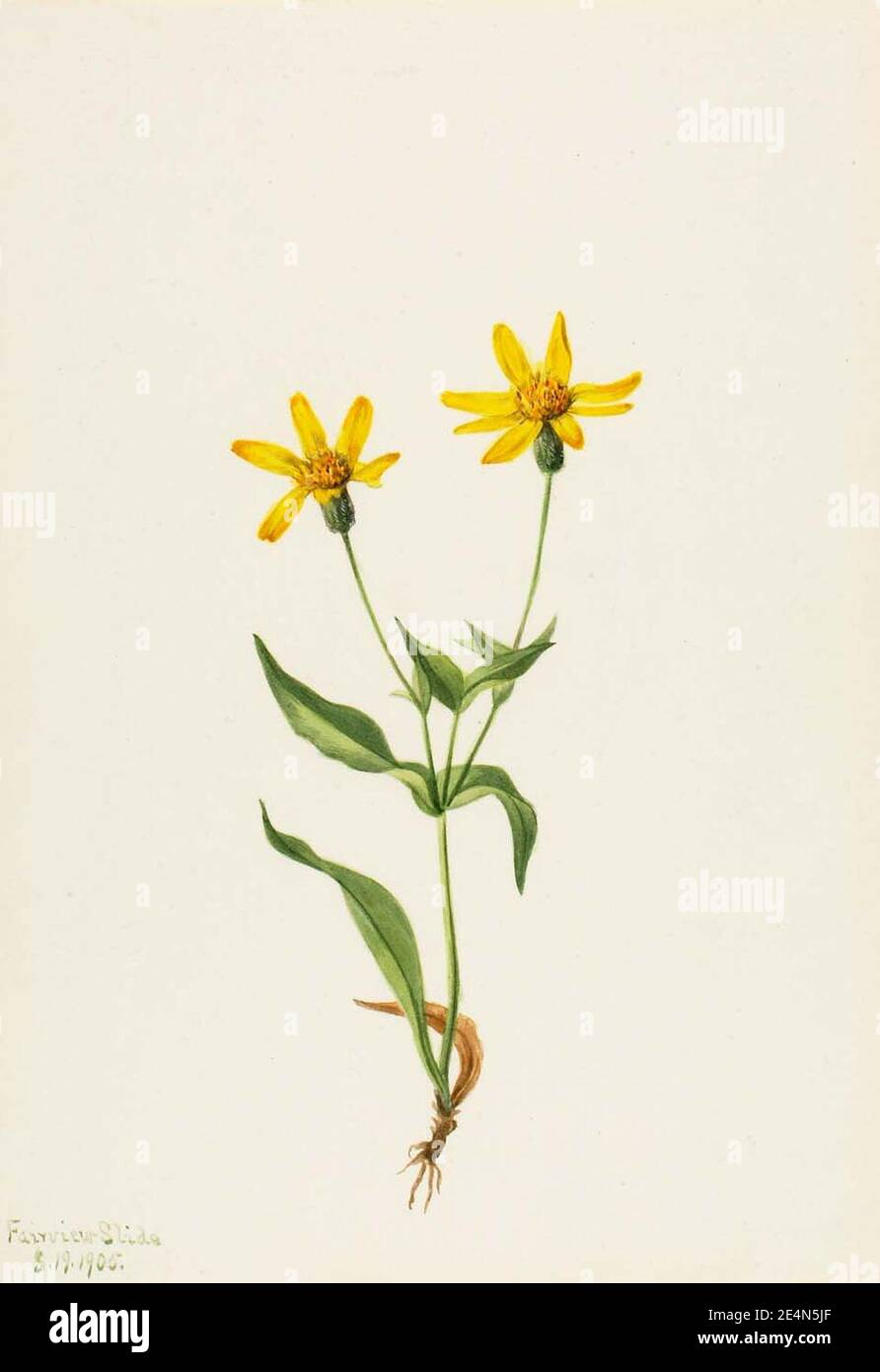 Mary Vaux Walcott - Arnica alpina Banque D'Images