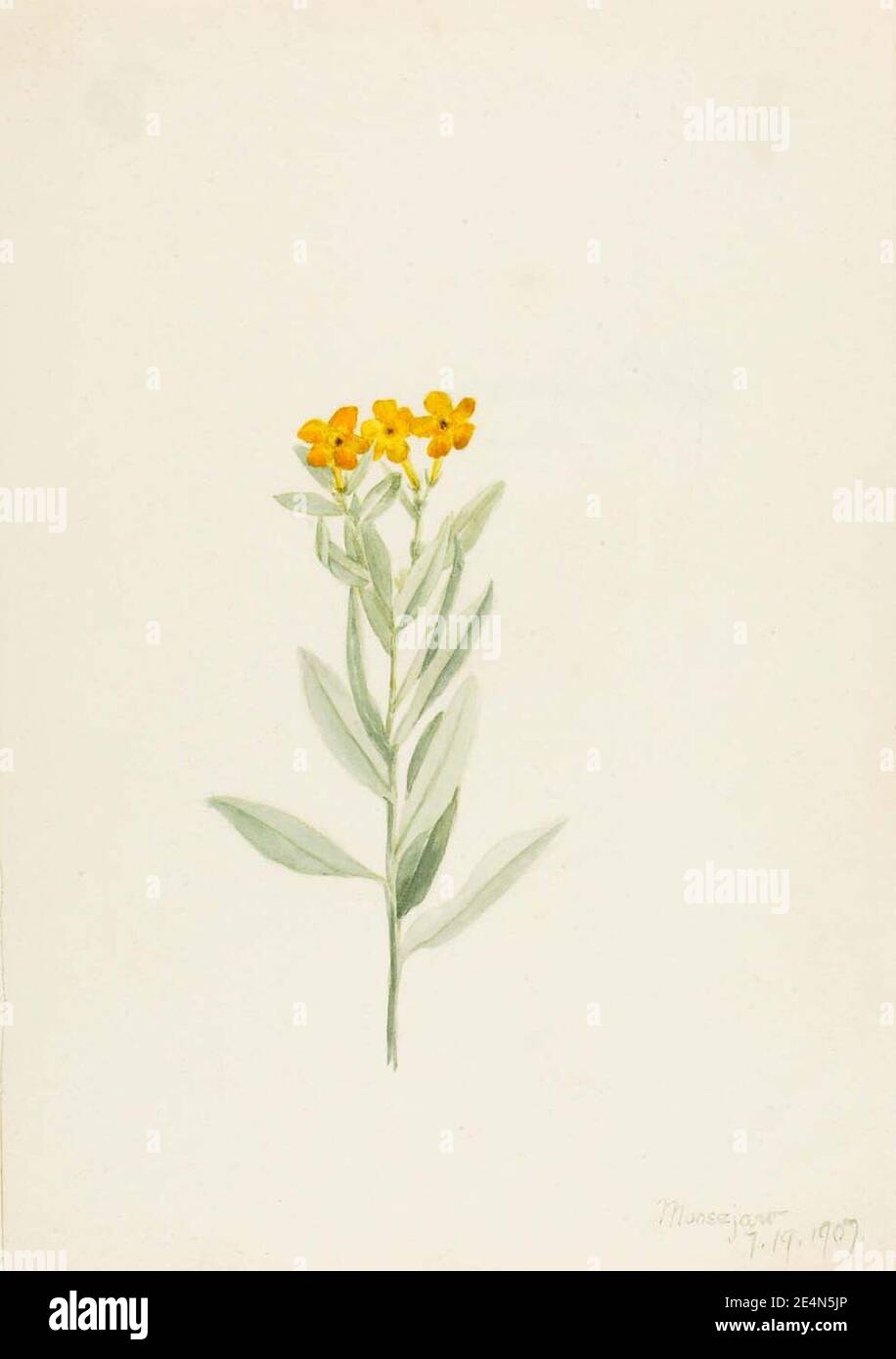 Mary Vaux Walcott - Lithospermum canescens Banque D'Images