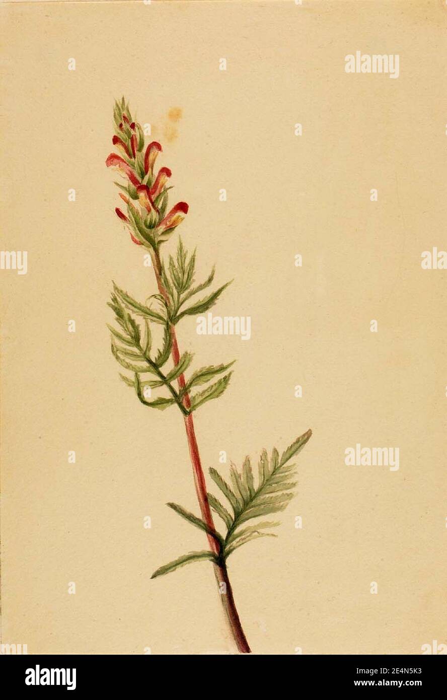 Mary Vaux Walcott - Pedicularis bracteosa Banque D'Images