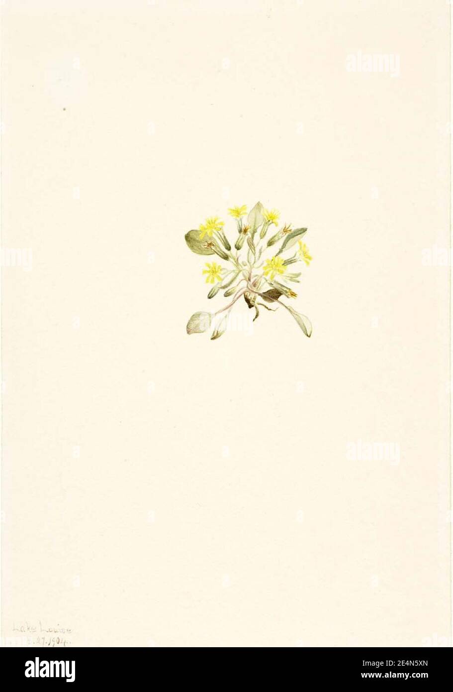 Mary Vaux Walcott - Crepis elegans Banque D'Images