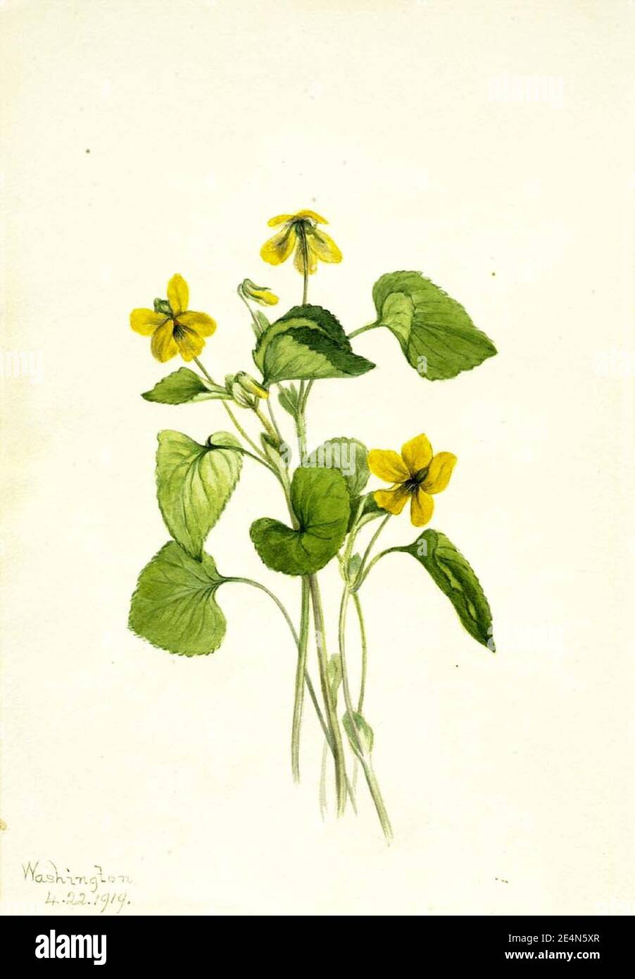 Mary Vaux Walcott - Violet jaune lisse (Viola eriocarpa) Banque D'Images