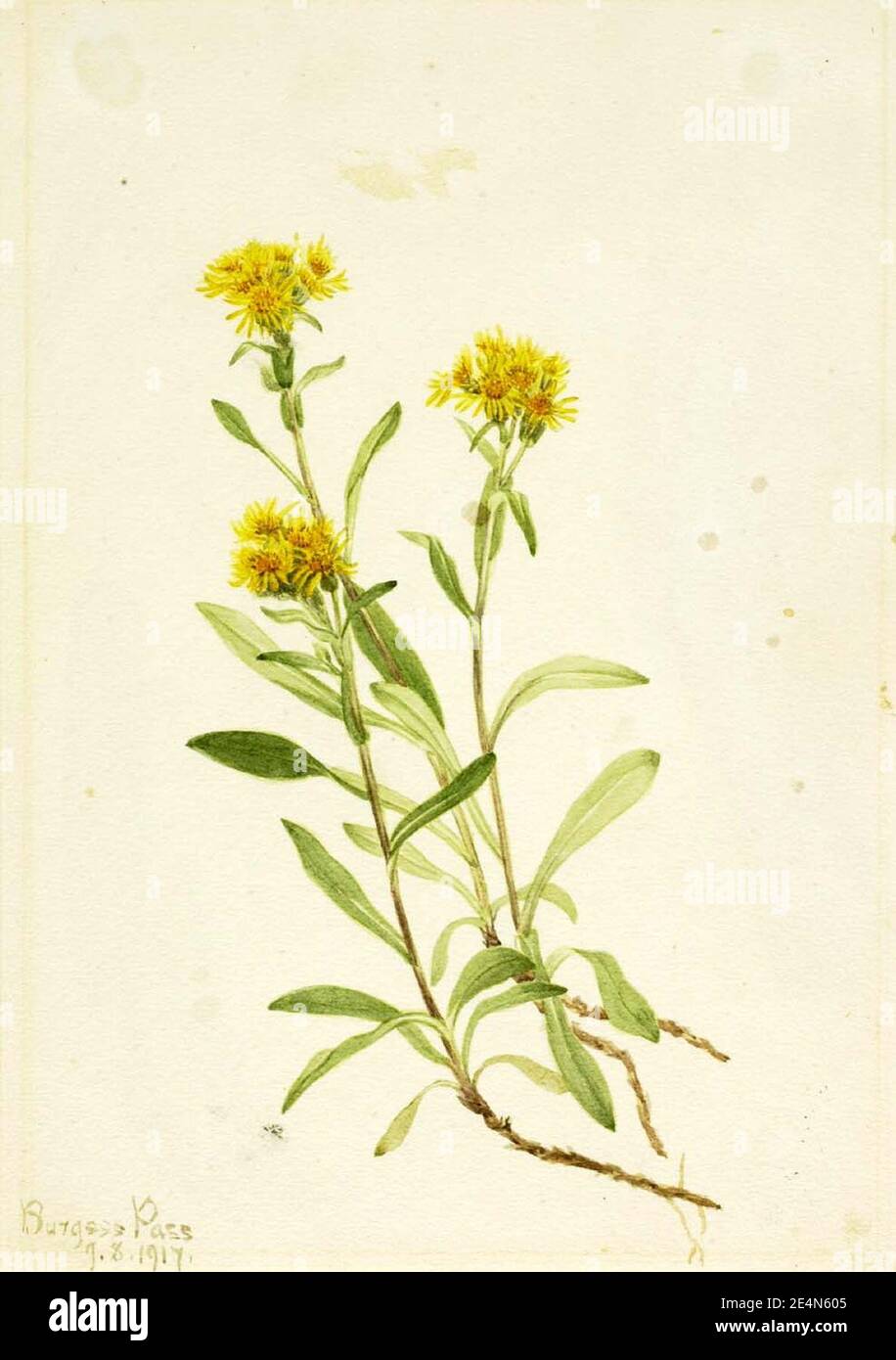 Mary Vaux Walcott - Goldenrod de Sidesaddle Banque D'Images