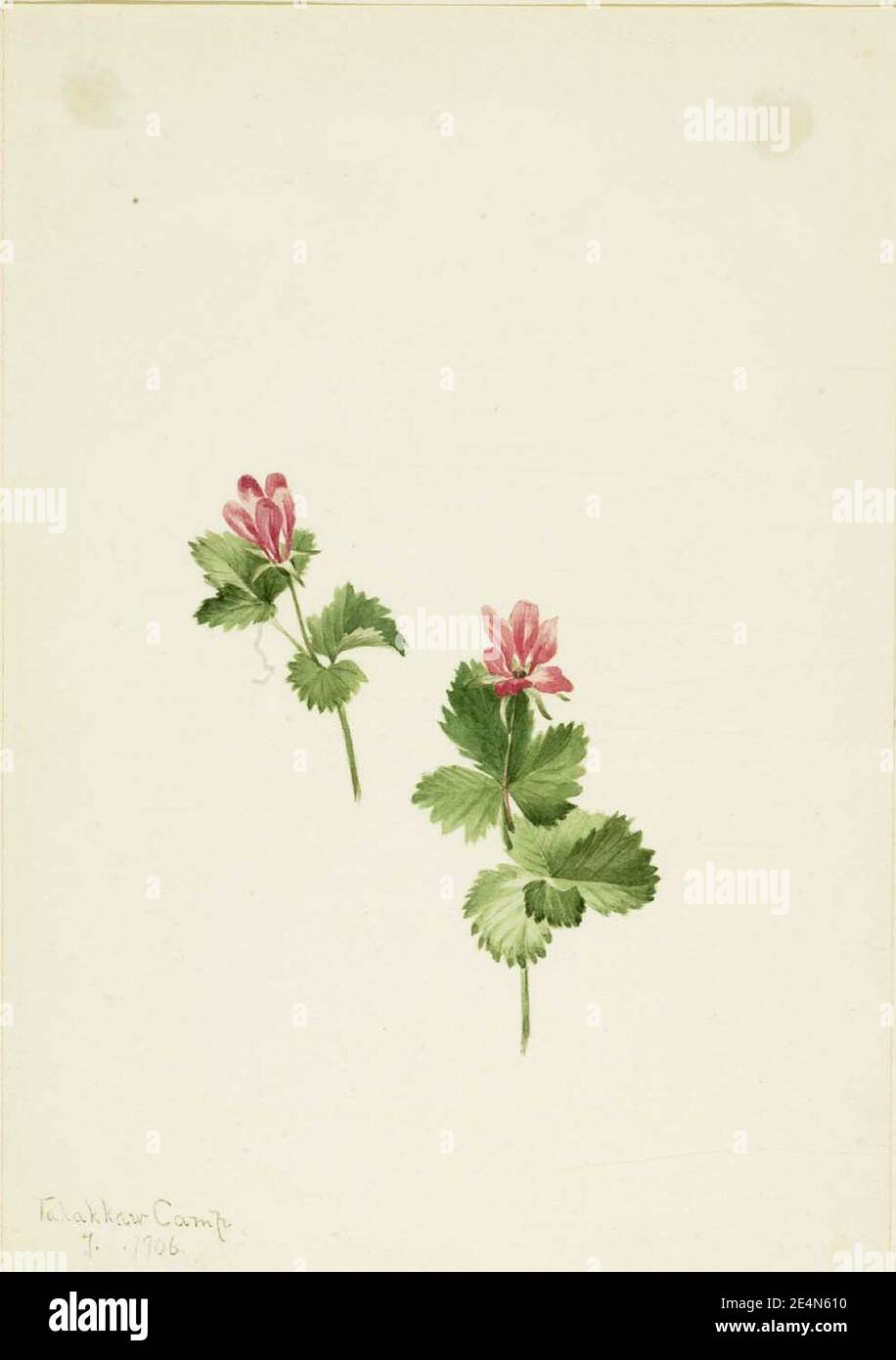 Mary Vaux Walcott - Rubus articulaire Banque D'Images