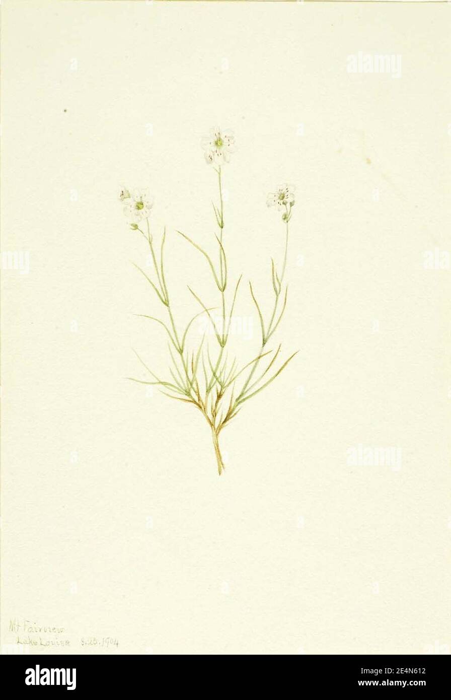 Mary Vaux Walcott - Arenaria formosa Banque D'Images