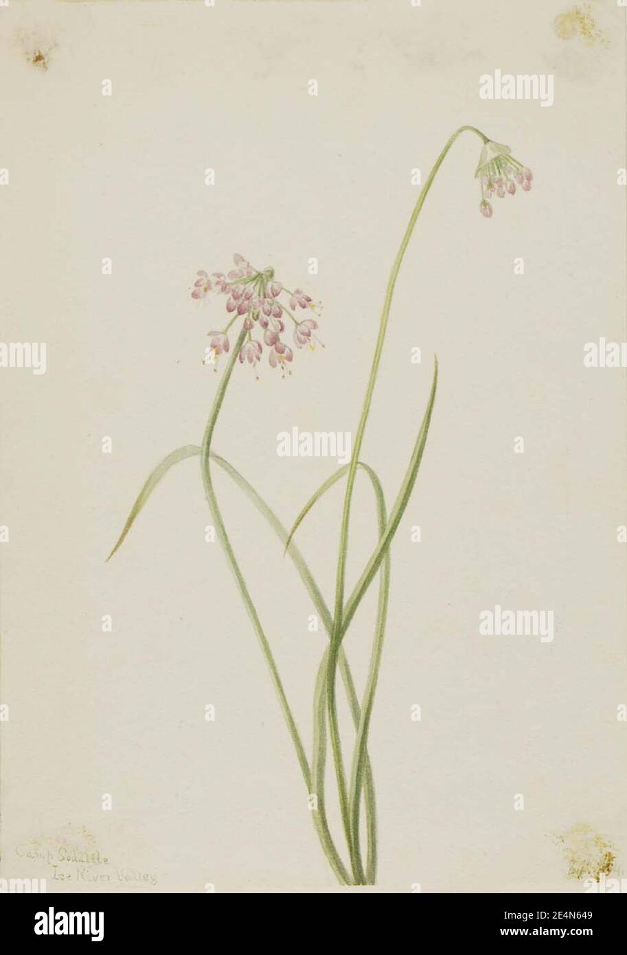 Mary Vaux Walcott - oignon nouveau (Allium cernuum) Banque D'Images