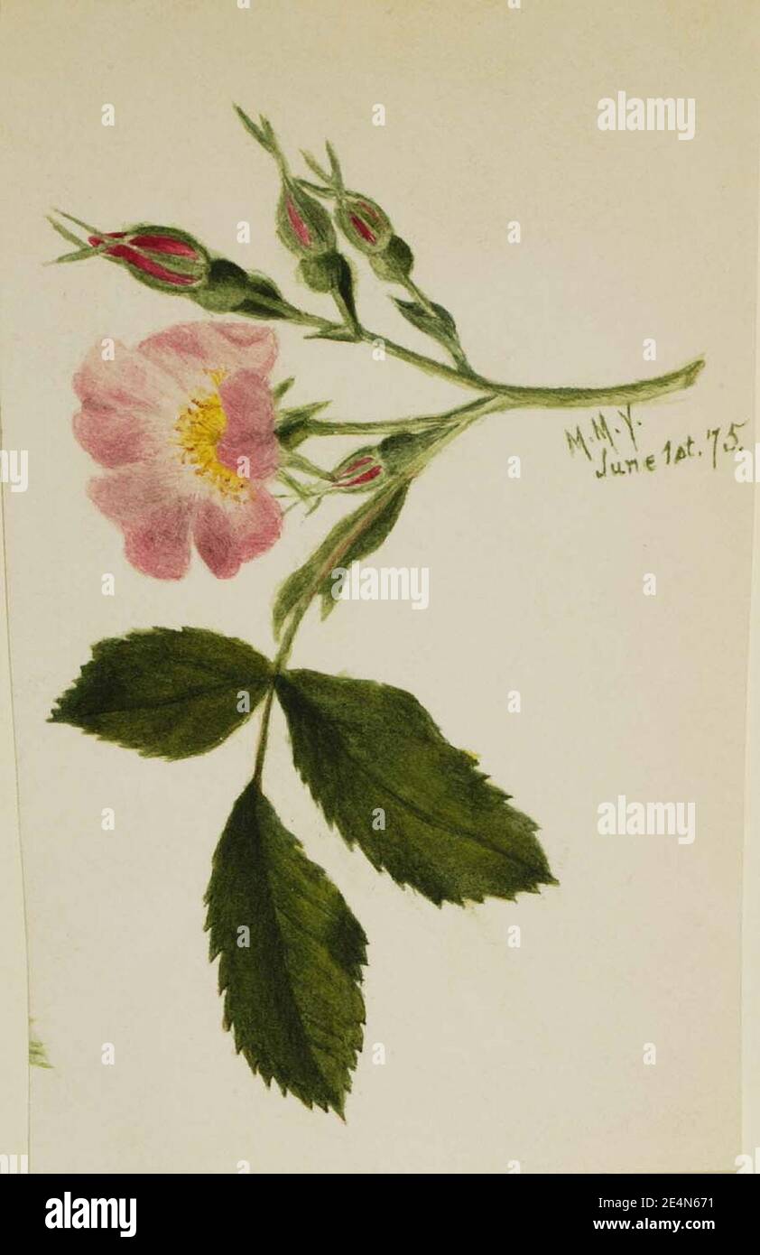 Mary Vaux Walcott - Rose rose Banque D'Images