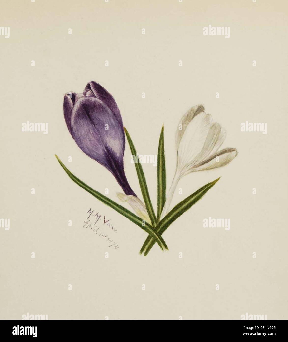 Mary Vaux Walcott - sans titre (crocuses) Banque D'Images