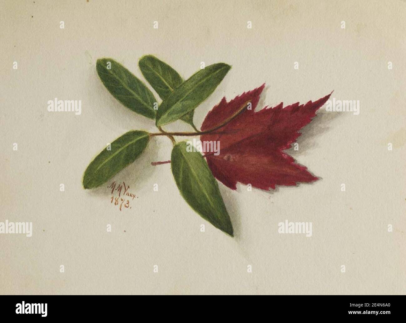 Mary Vaux Walcott - sans titre Banque D'Images