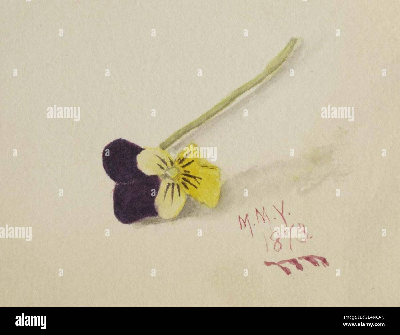Mary Vaux Walcott - sans titre (Pansy) Banque D'Images