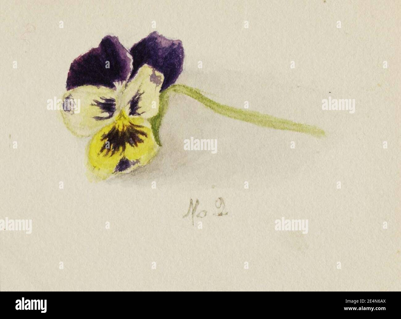 Mary Vaux Walcott - sans titre (Pansy) Banque D'Images