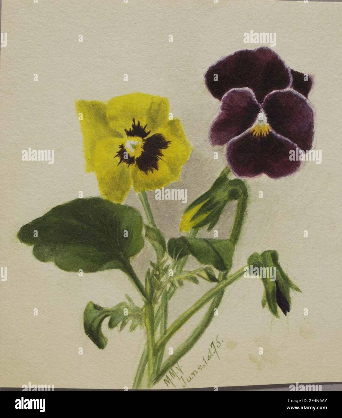 Mary Vaux Walcott - sans titre (pansies) Banque D'Images