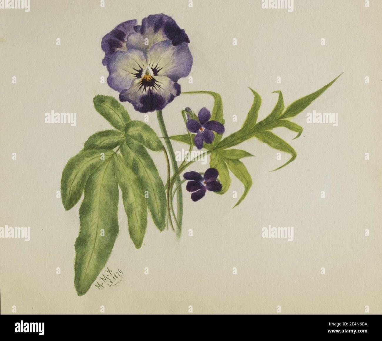 Mary Vaux Walcott - sans titre (Pansy) Banque D'Images