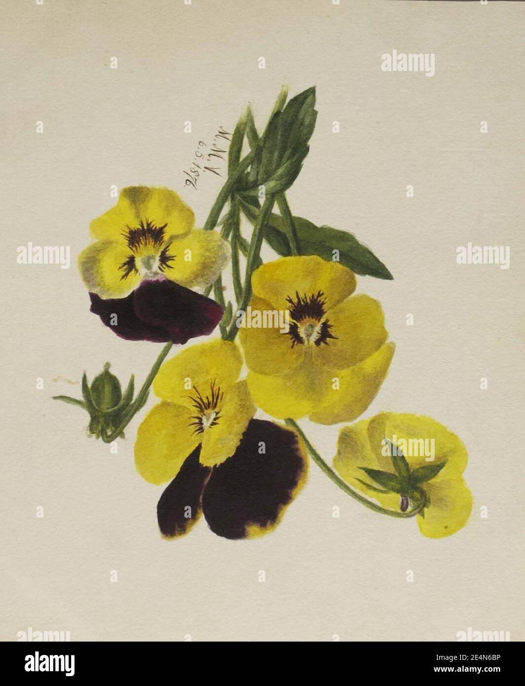Mary Vaux Walcott - sans titre (pansies) Banque D'Images