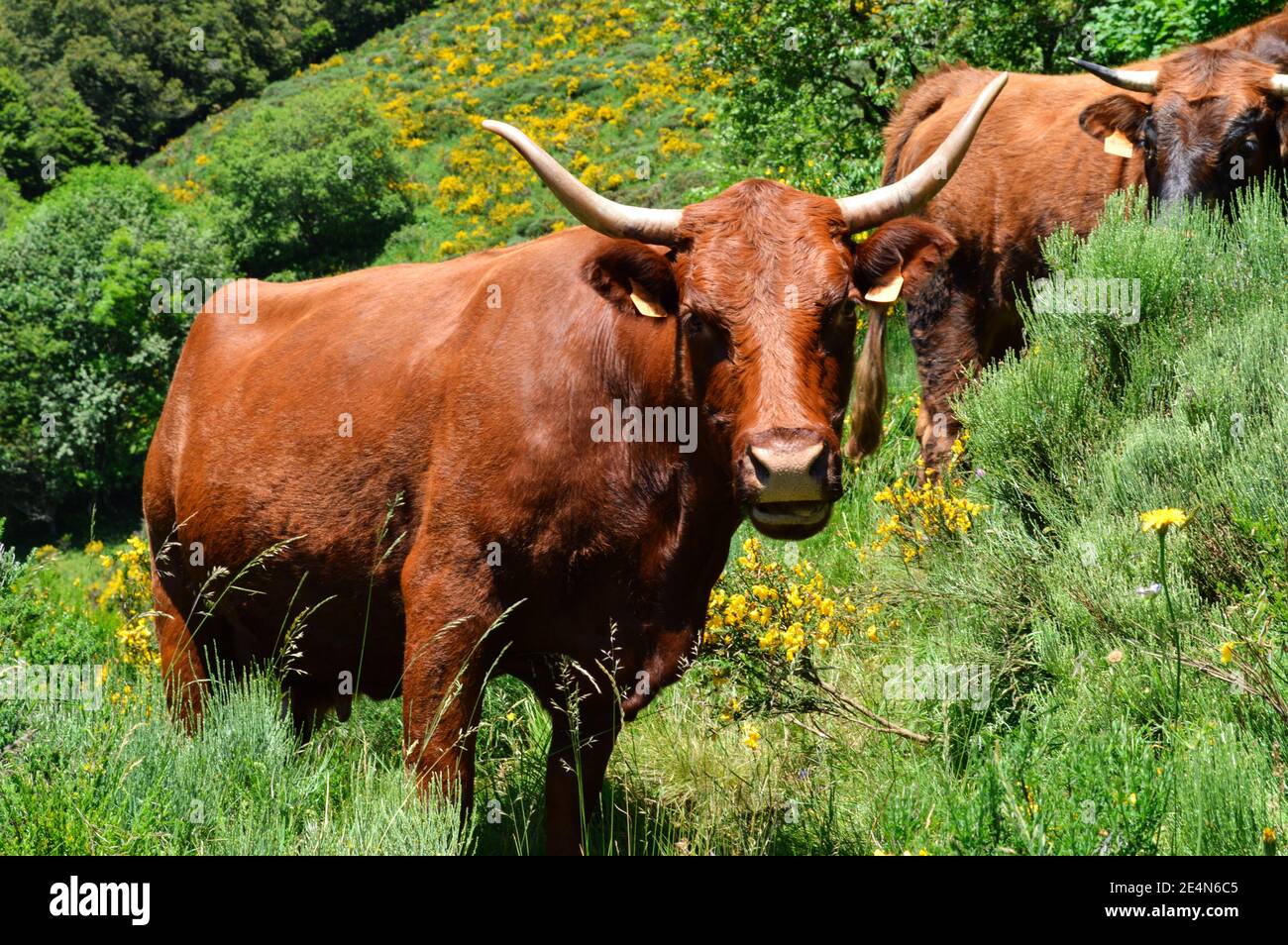 Belle vache Salers, c'est une vache de montagne pour faire du fromage. Banque D'Images