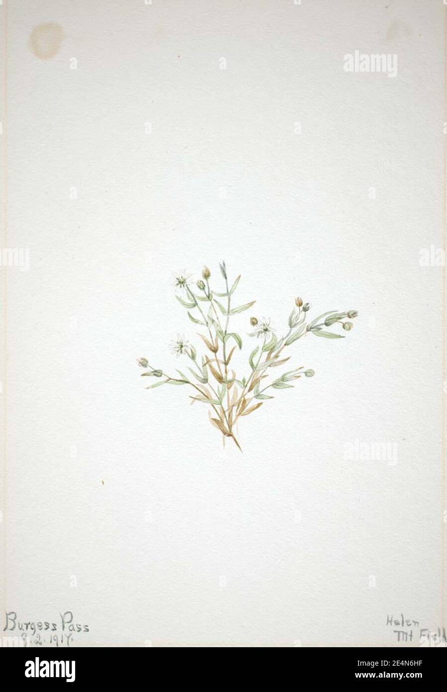 Mary Vaux Walcott - Stelleria leata Banque D'Images