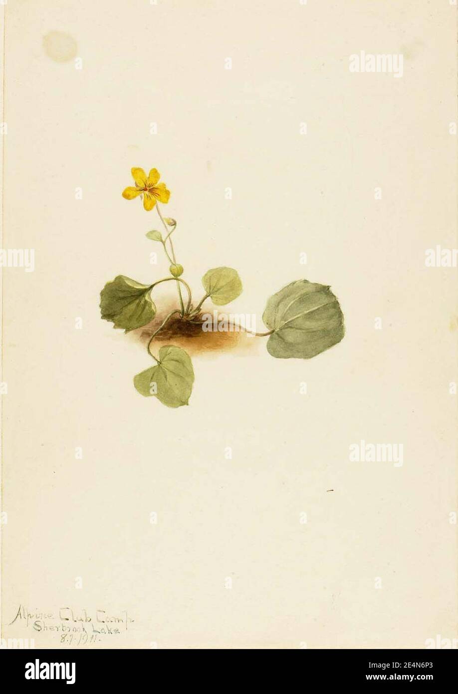 Mary Vaux Walcott - Viola orbiculata Banque D'Images