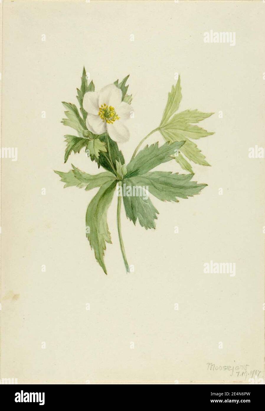 Mary Vaux Walcott - Anemone canadensis Banque D'Images