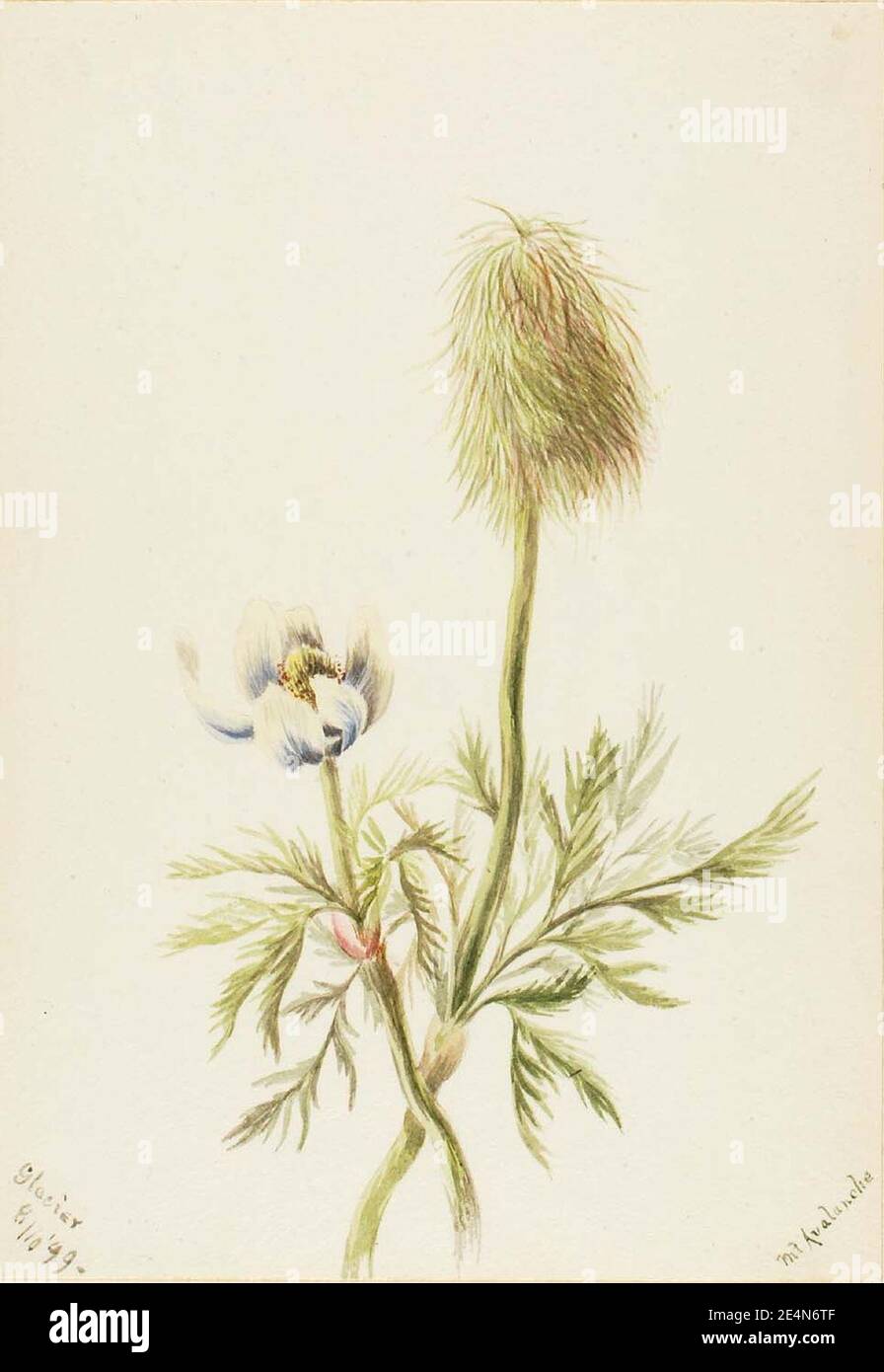 Mary Vaux Walcott - Pulsatilla occidentalis Banque D'Images