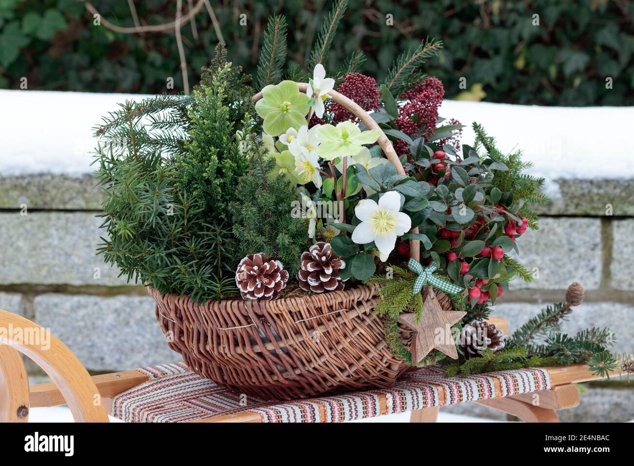 panier avec helleborus niger, conifères, gaulthériens et skimmia sur le traîneau dans le jardin d'hiver Banque D'Images