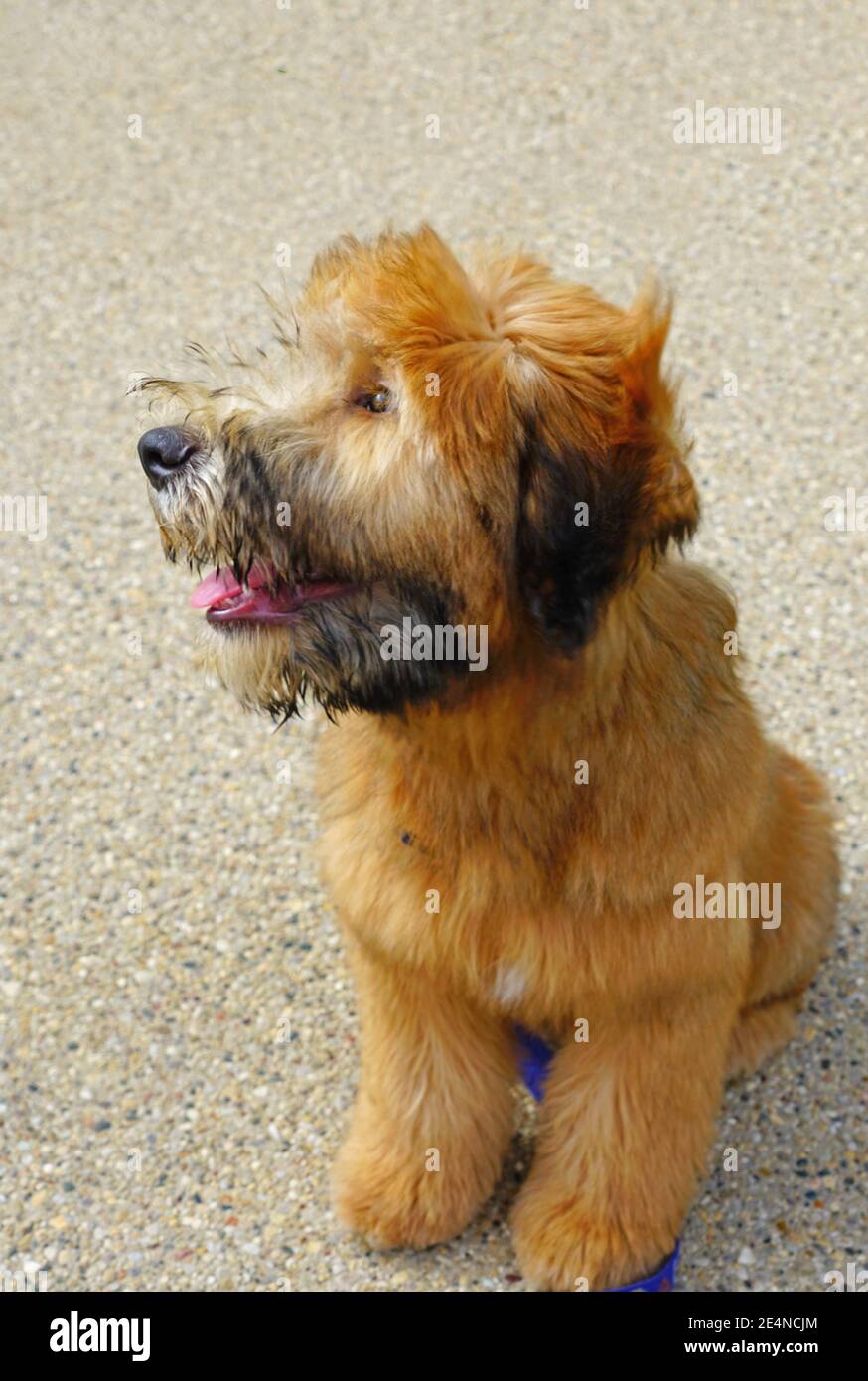Vue d'un chiot Wheaten Terrier à revêtement doux Banque D'Images