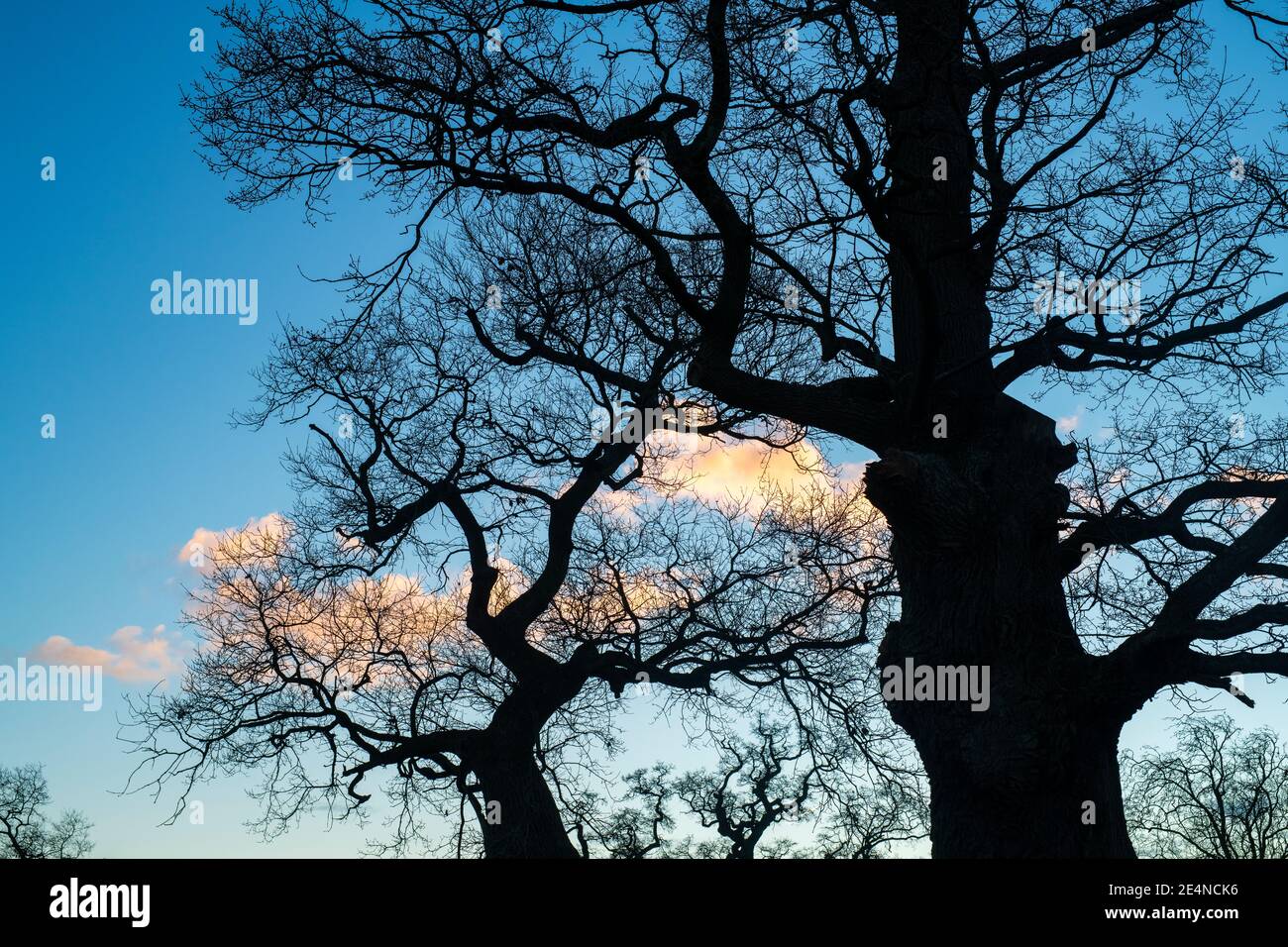 Silhouette de chêne au lever du soleil en hiver Banque D'Images