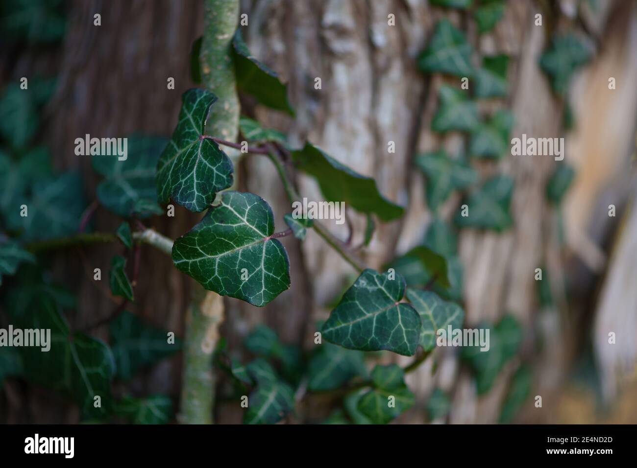 Feuilles de lierre à feuilles persistantes (Hedera Helix) grimpant dans l'écorce d'un vieux tronc d'arbre, gros plan avec espace de copie, mise au point sélectionnée, profondeur de champ étroite Banque D'Images