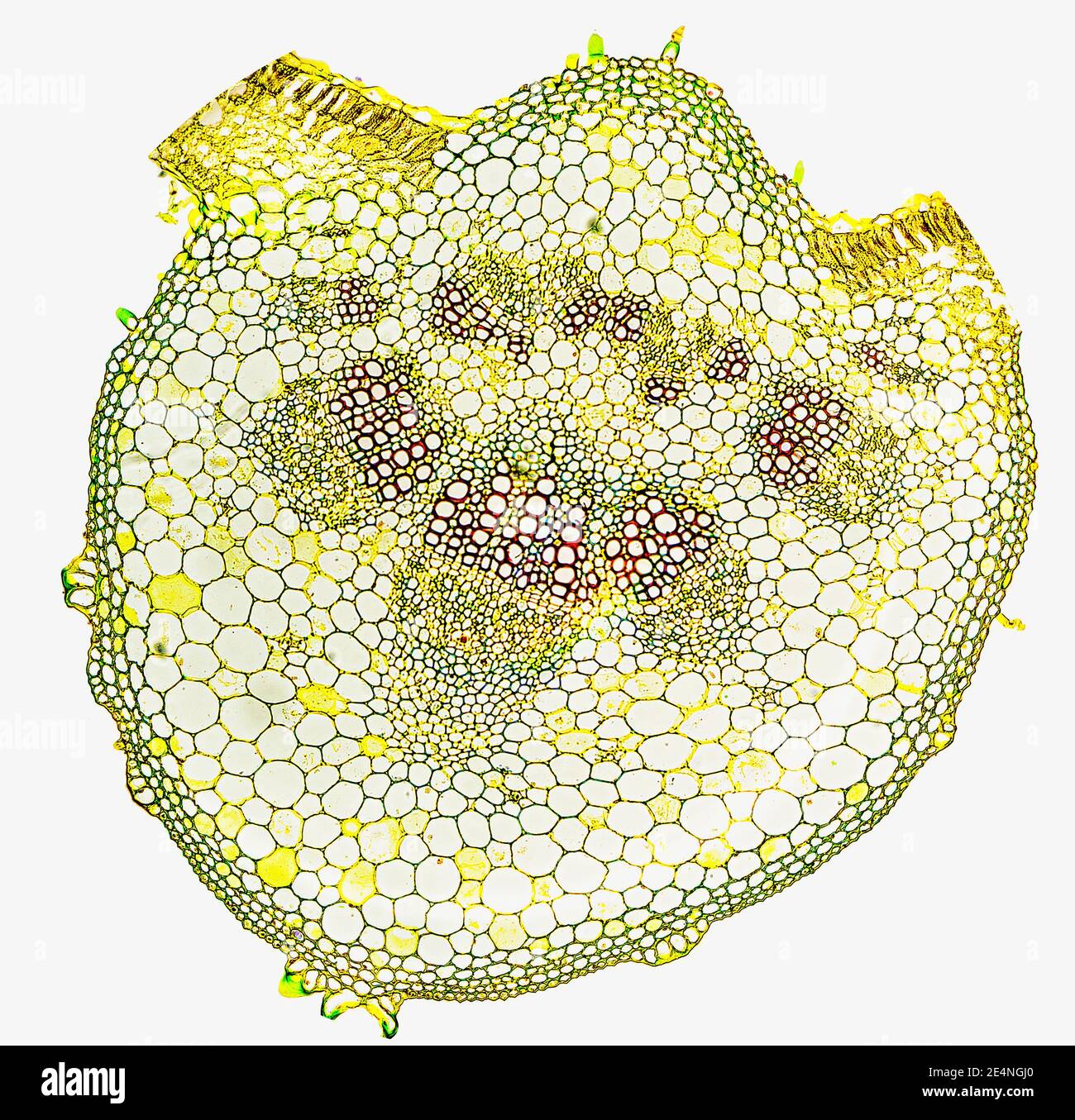 Helianthus (tournesol) feuille de la nervure centrale montrant la structure cellulaire, t.s. x100 Banque D'Images