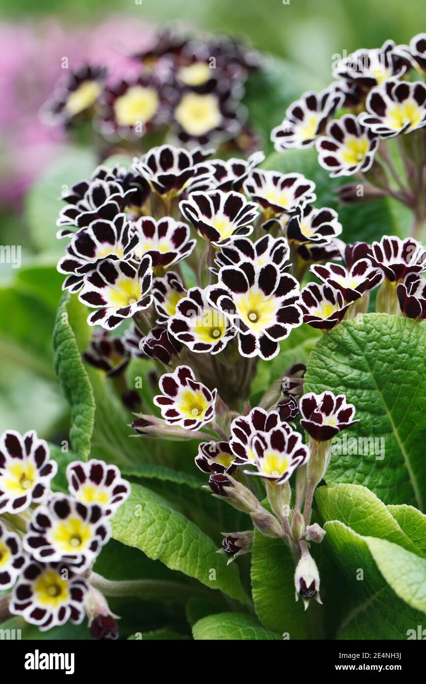 Polyanthus 'Silver Lace' fleurit dans le jardin. Banque D'Images