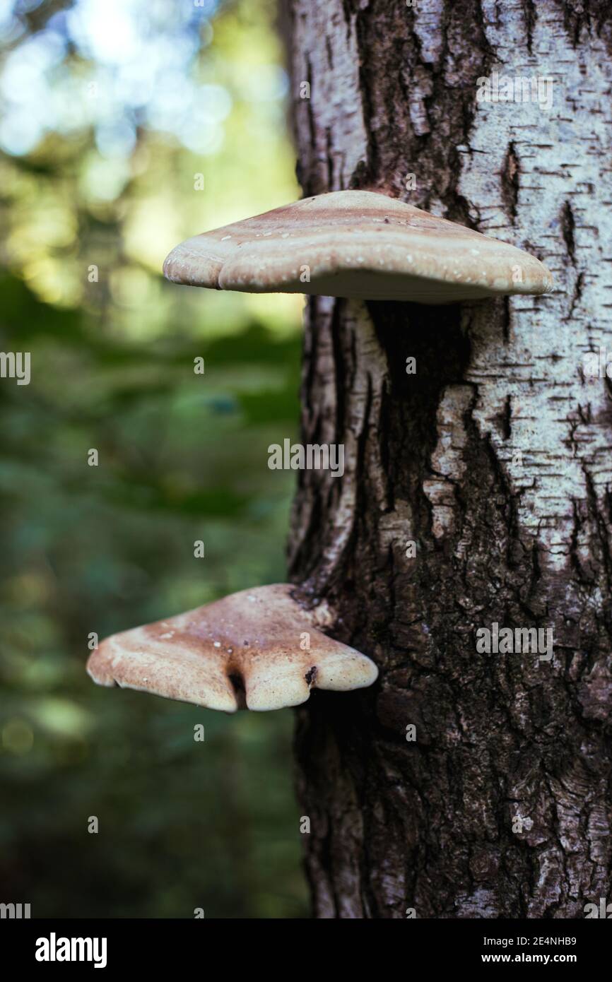 Les champignons poussent sur un bouleau dans la forêt Banque D'Images