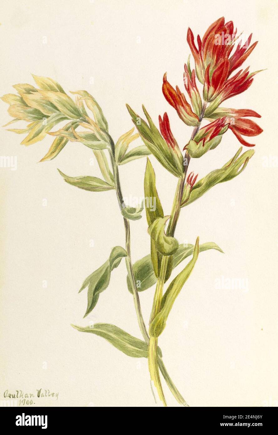 Mary Vaux Walcott - Stachys palustria Banque D'Images