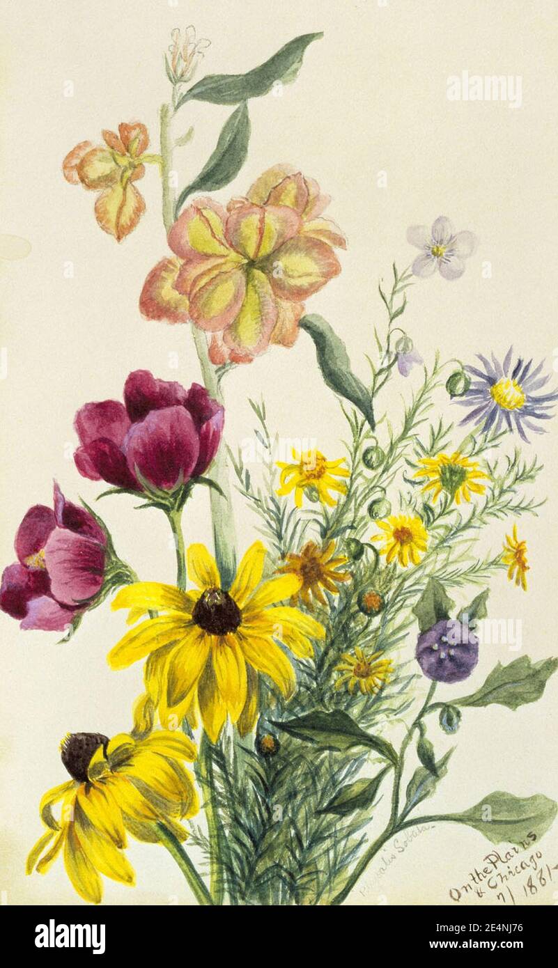 Mary Vaux Walcott - Groupe de fleurs Banque D'Images