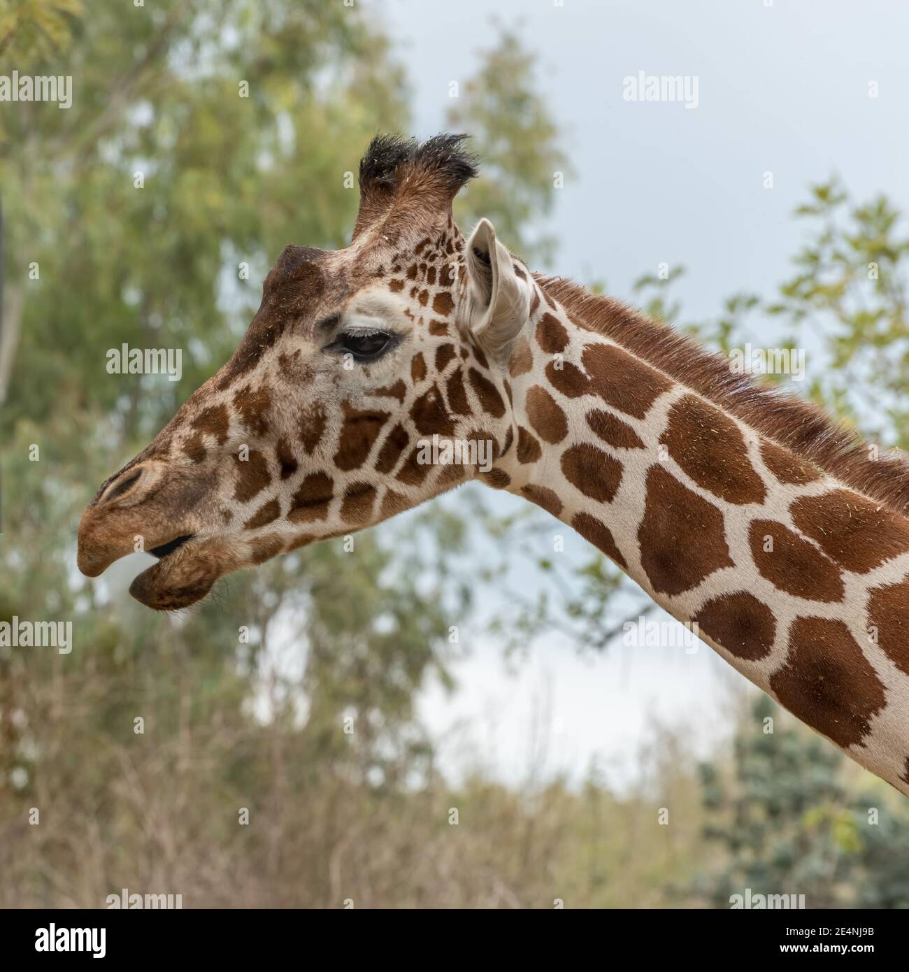 Giraffe réticulée, Giraffa camelocardalis reticulata, girafe somalienne sur fond de feuilles. Animaux dans la vie sauvage Banque D'Images