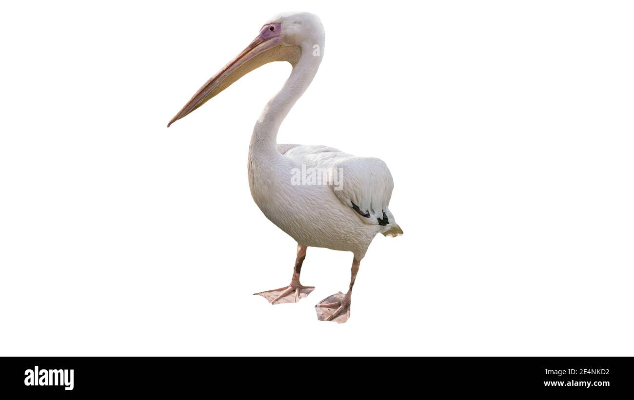 Pelican sur fond blanc, bel oiseau, le pelican est isolé. Banque D'Images