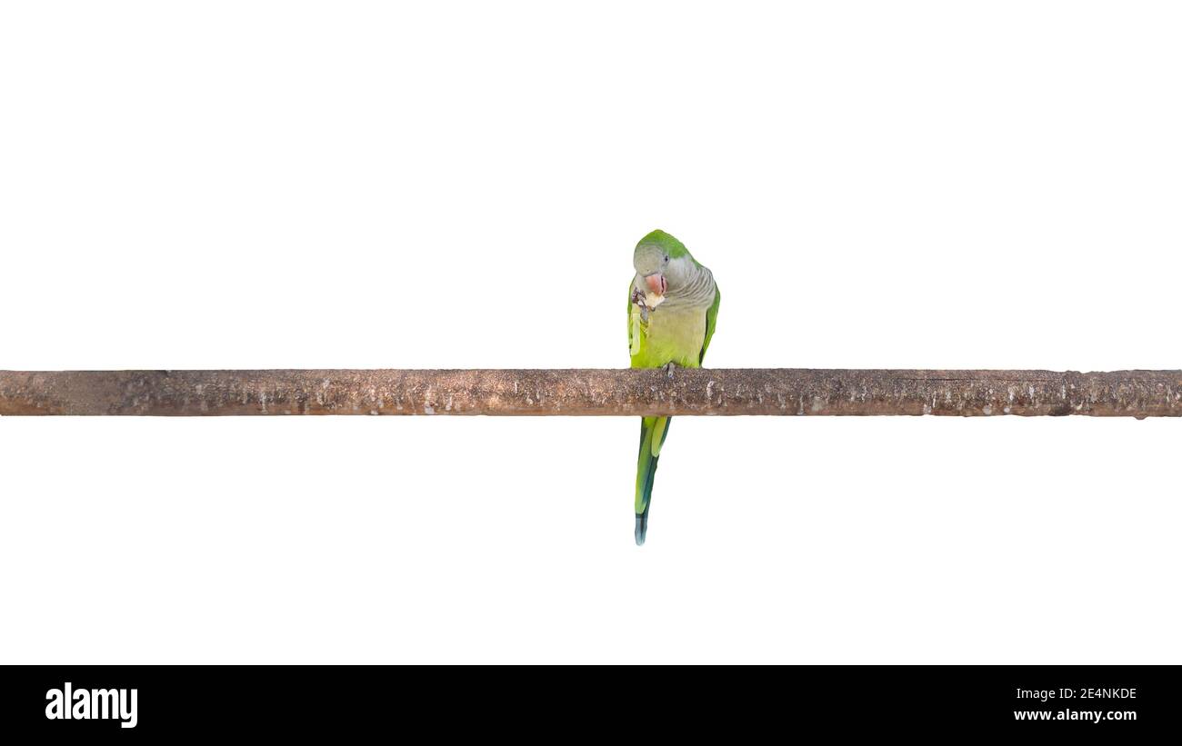 Perroquet sur une branche isolée sur fond blanc, perroquet exotique domestique, oiseau vert. Banque D'Images
