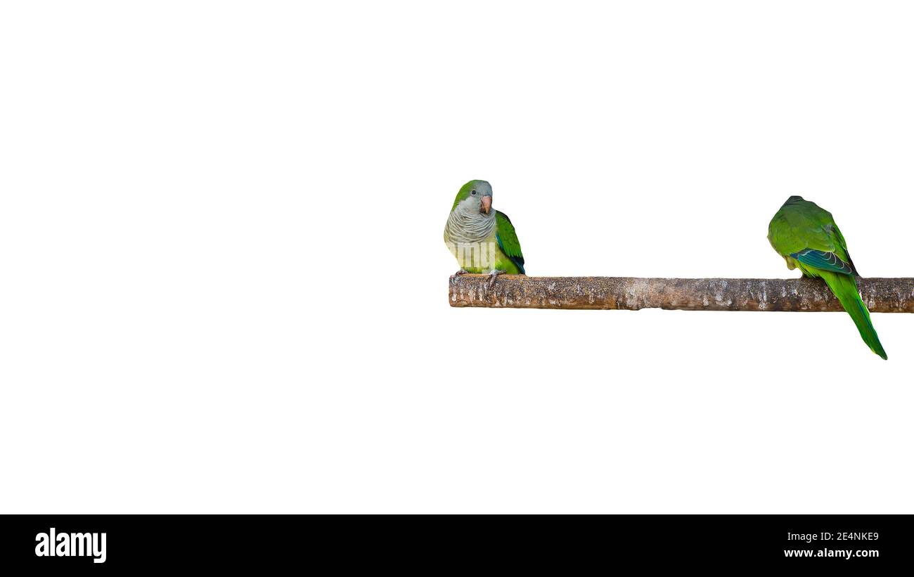 Deux perroquets assis sur une branche isolée sur un fond blanc, oiseaux exotiques, petits perroquets verts sur un fond blanc. Banque D'Images