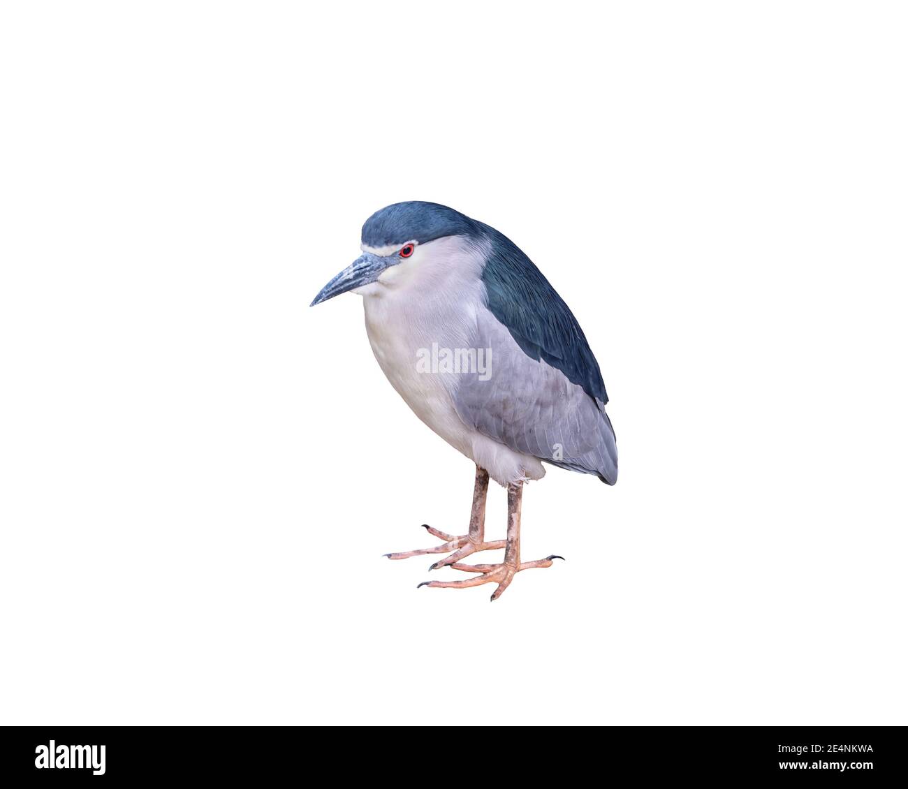 Héron de nuit à couronne noire, Nycticorax nycticorax isolé Banque D'Images