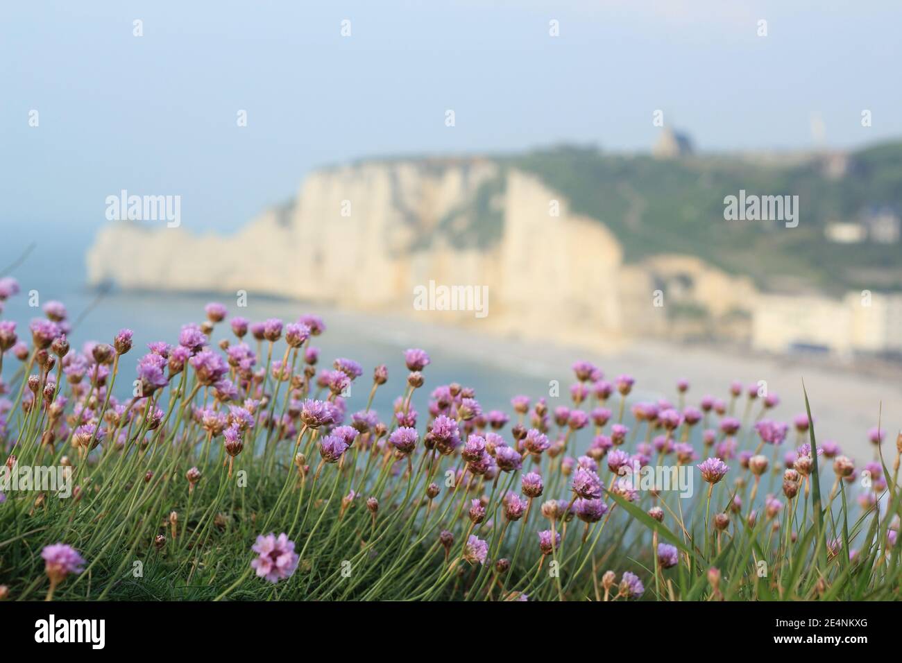 Etretat (Normandie, France) paysage: Armeria maritima fleur au premier plan avec la célèbre falaise d'Etretat sur le fond flou Banque D'Images