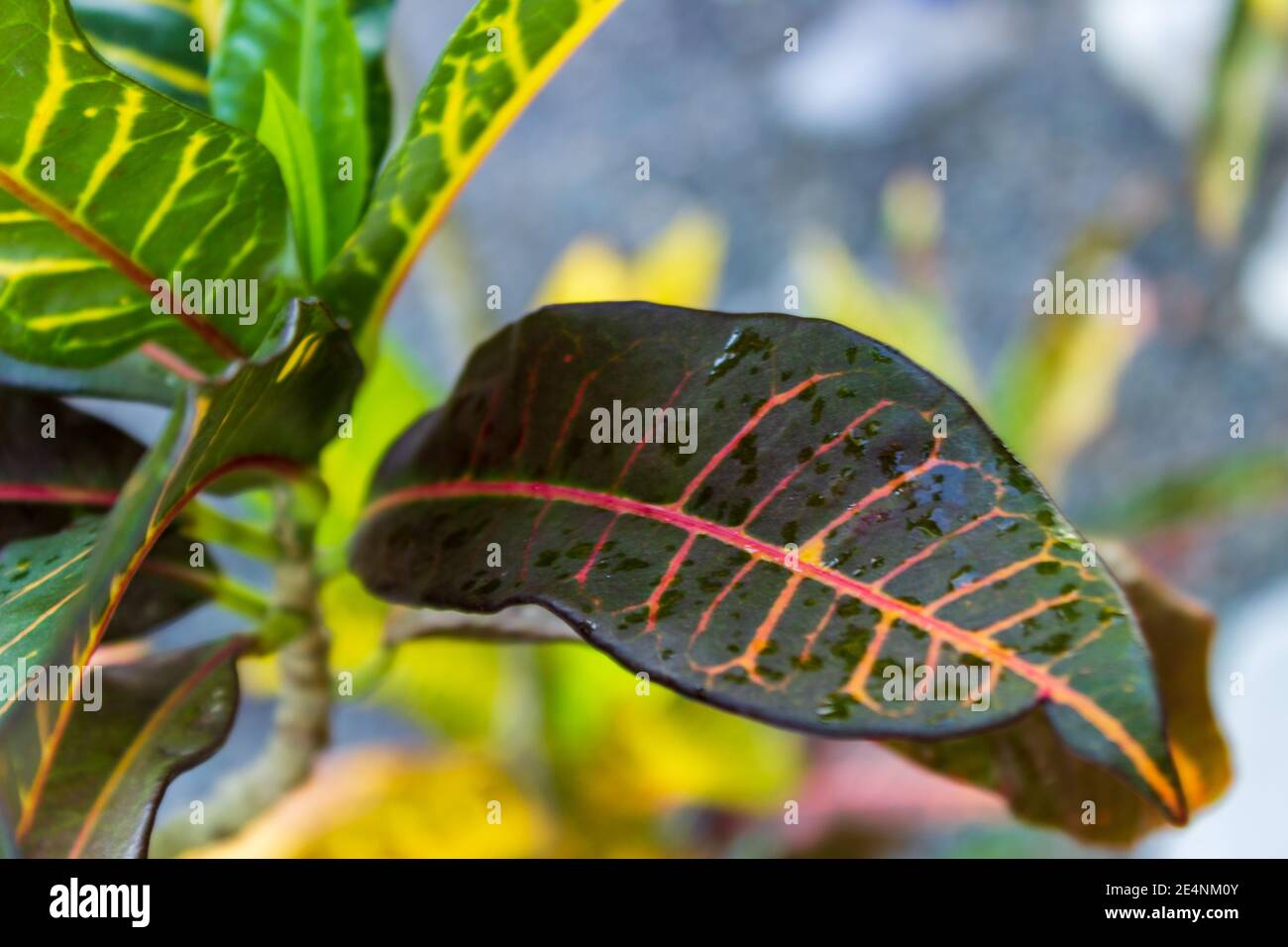 Gros plan de la pluie feuille humide d'un Laurier variégé, codiaeum variegatum, les veines rose et jaune se distinguent contre la feuille vert foncé. Banque D'Images