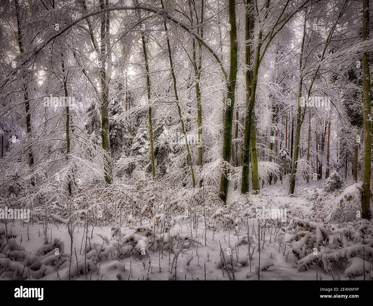 DE - BAVIÈRE: Pays des merveilles d'hiver près de Bad Tölz (HDR-Photography) Banque D'Images